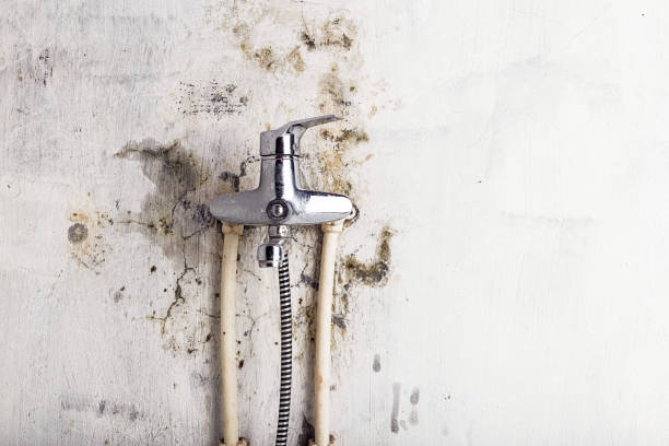 Best Same-Day Mold Removal  in Fredonia, AZ