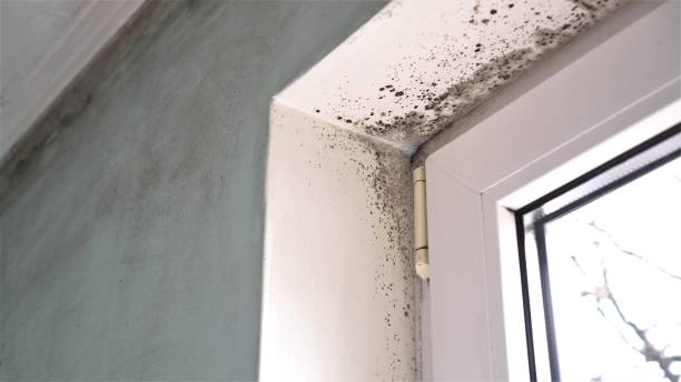 Best Toxic Mold Removal  in Fredonia, AZ