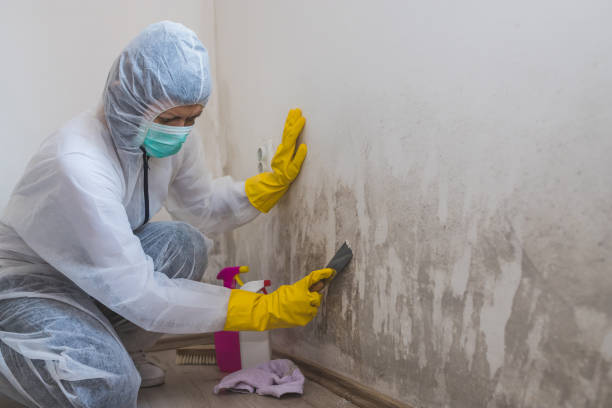 Best Residential Mold Removal  in Fredonia, AZ