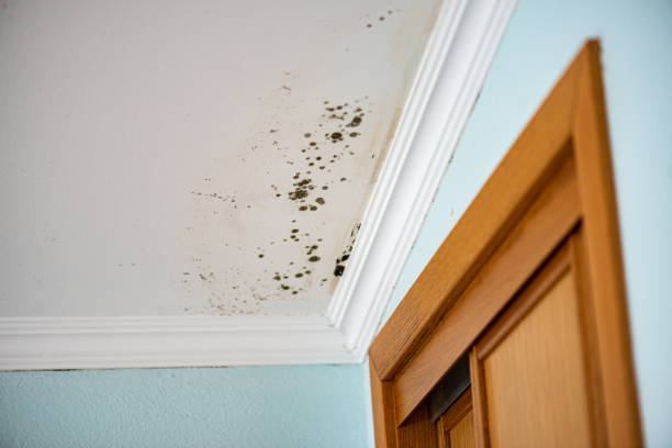 Best Local Mold Removal Service  in Fredonia, AZ