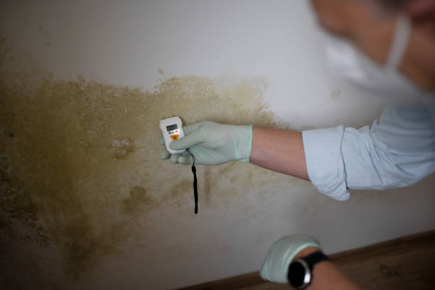 Mold Removal and Inspection in Fredonia, AZ