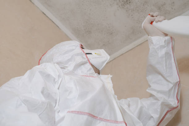 Best Attic Mold Removal  in Fredonia, AZ