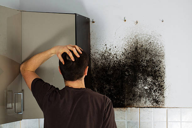 Best Fast Mold Removal  in Fredonia, AZ