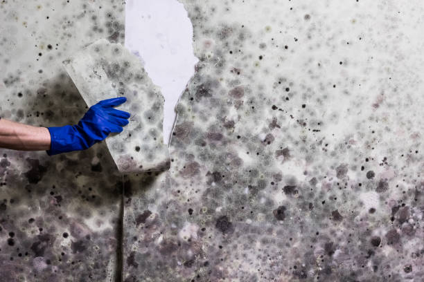 Best Emergency Mold Removal  in Fredonia, AZ