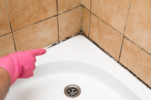 Best Certified Mold Removal  in Fredonia, AZ